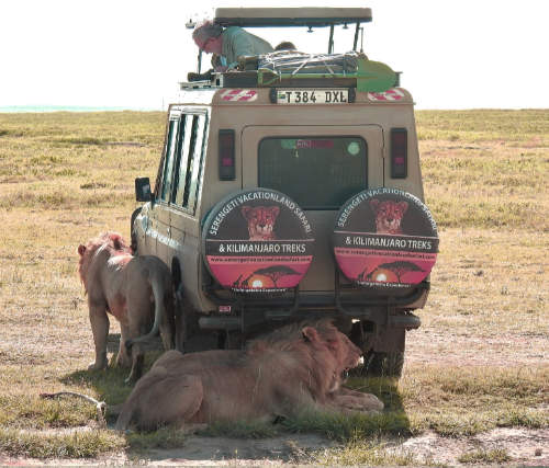 safari close-up lions